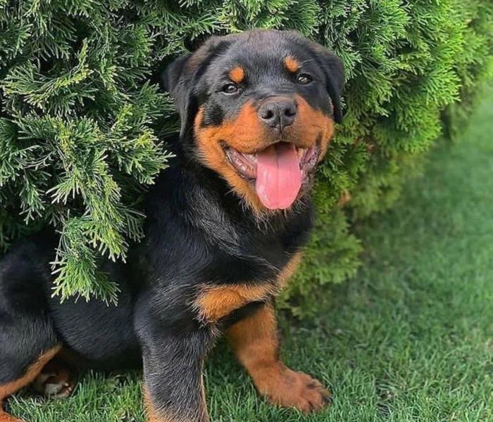 Hình ảnh chó Rottweiler con cute