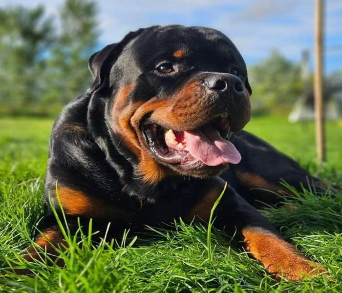 Hình ảnh chó Rottweiler con cute