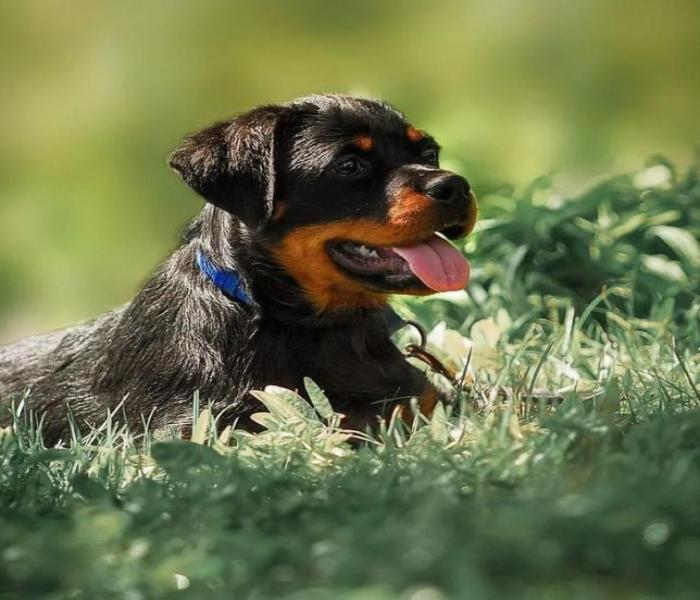 Hình ảnh chó Rottweiler con cute