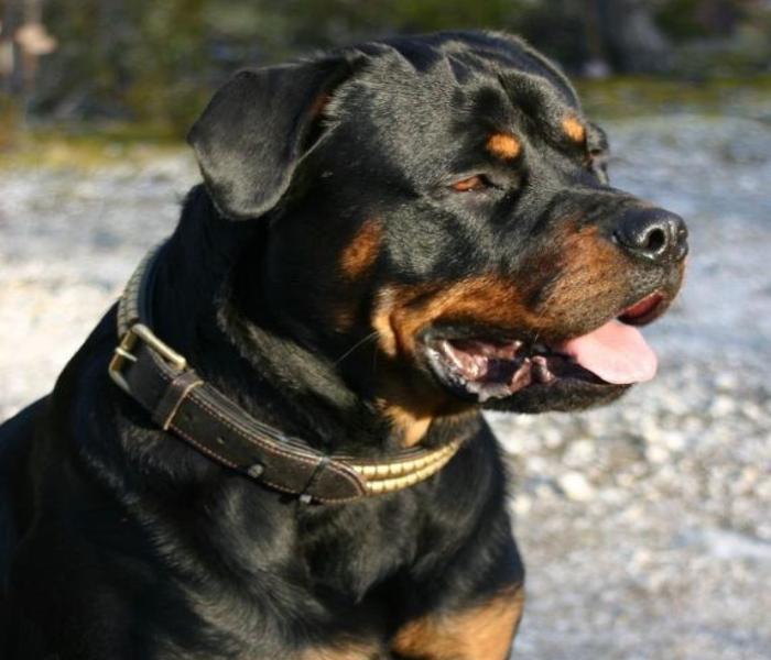 Album +123 Ảnh Chó Rottweiler Đẹp, Hình Chó Rottweiler Con Đáng Yêu