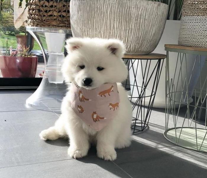 Ảnh chó Samoyed con cute