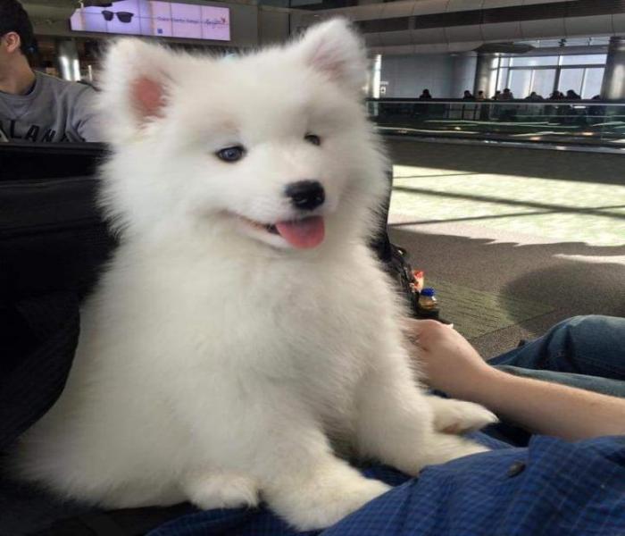 Ảnh chó Samoyed con cute