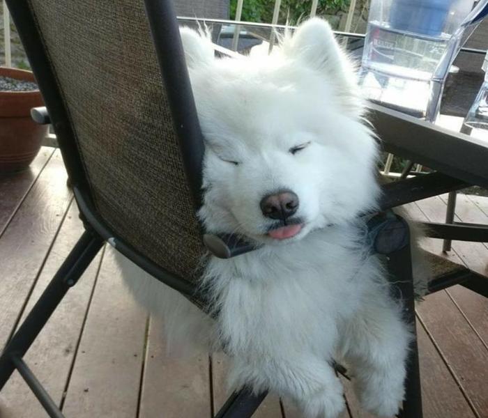 Ảnh chó Samoyed con cute