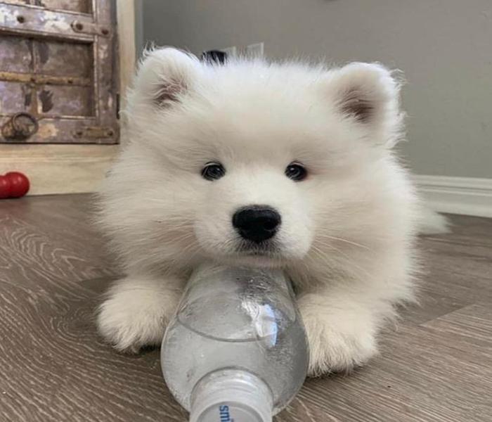 Ảnh chó Samoyed con cute