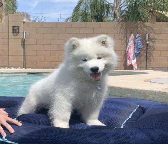 Ảnh chó Samoyed con cute
