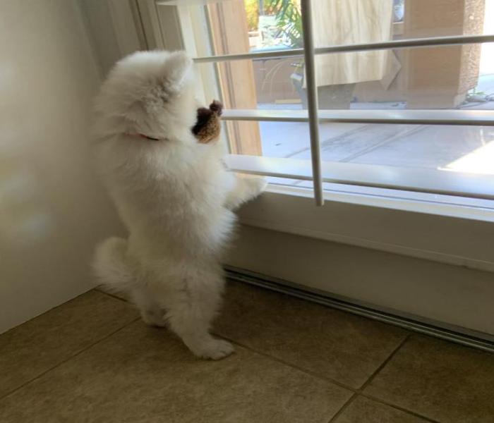 Ảnh chó Samoyed con cute