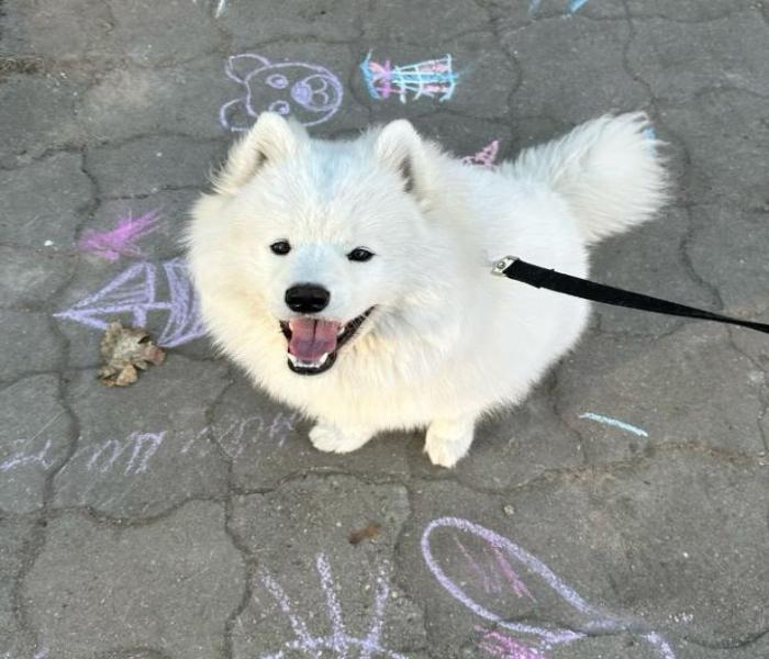 Hình ảnh chó Samoyed đáng yêu