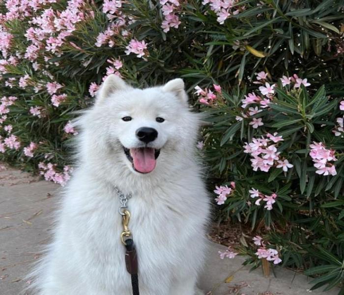 Hình ảnh chó Samoyed đáng yêu