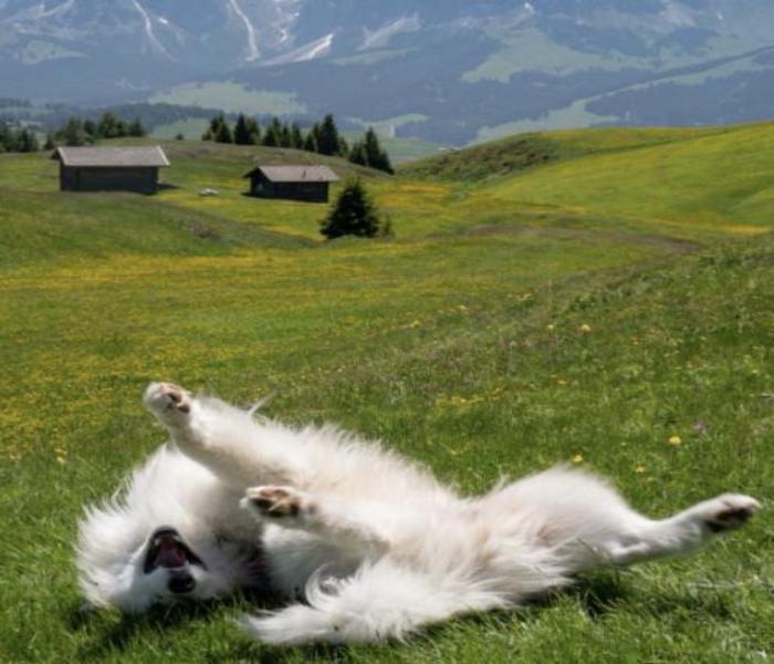 Hình ảnh chó Samoyed đáng yêu