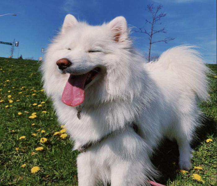 Hình ảnh chó Samoyed đáng yêu