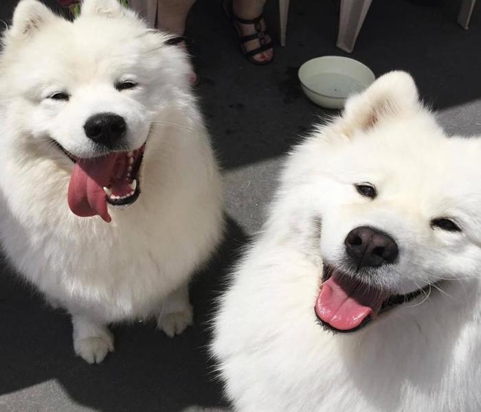 Hình ảnh chó Samoyed đáng yêu