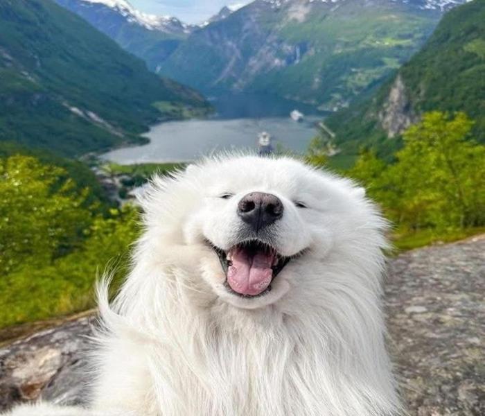 Hình ảnh chó Samoyed đáng yêu