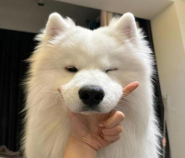 Hình ảnh chó Samoyed đẹp xinh