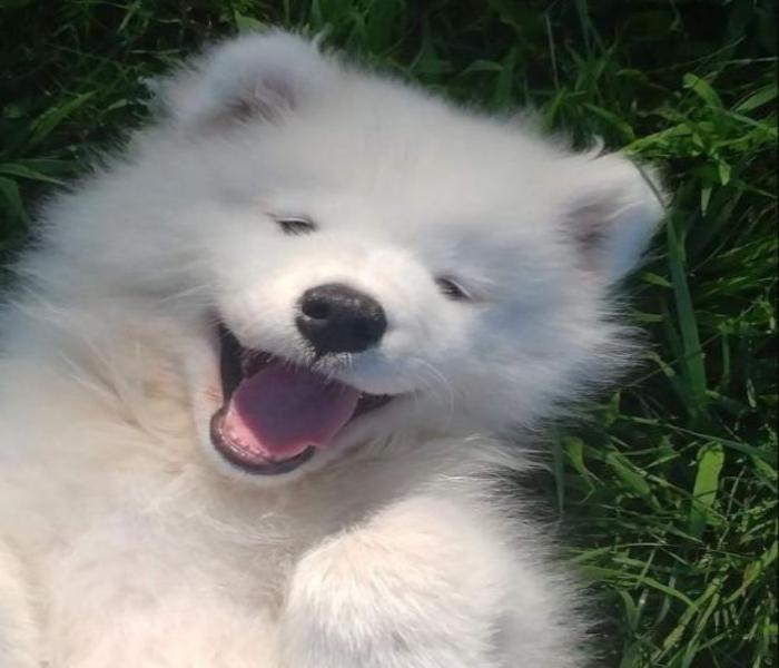 Hình ảnh chó Samoyed đẹp xinh