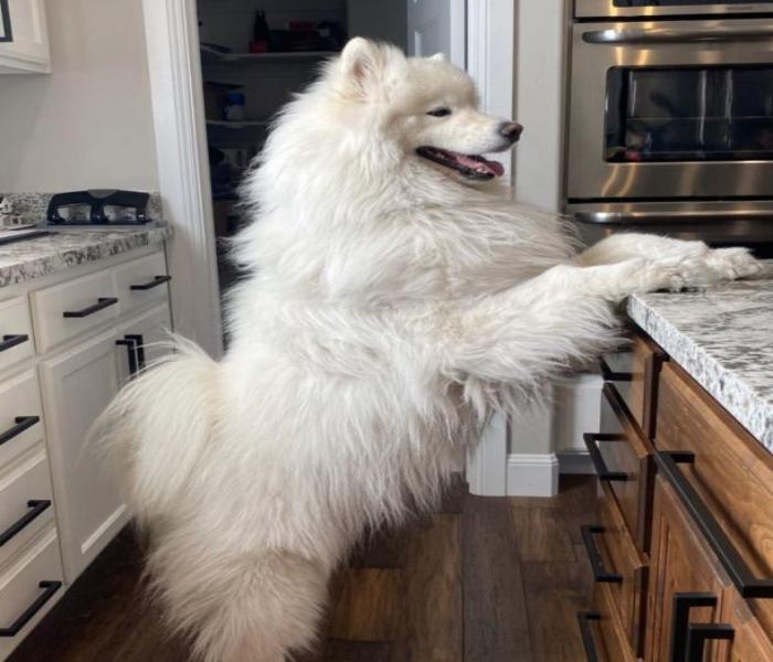 Hình ảnh chó Samoyed đẹp xinh