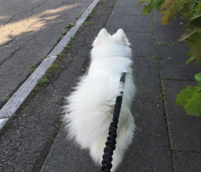 Hình ảnh chó Samoyed đẹp xinh