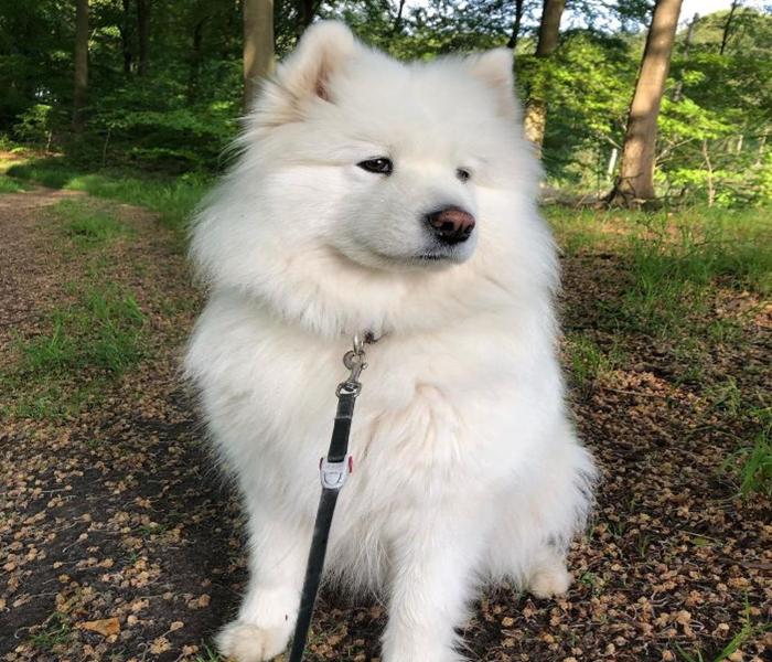 [Ảnh Chó Samoyed] +3540 Ảnh Chó Samoyed Đẹp, Samoyed Con Cute & Ngầu