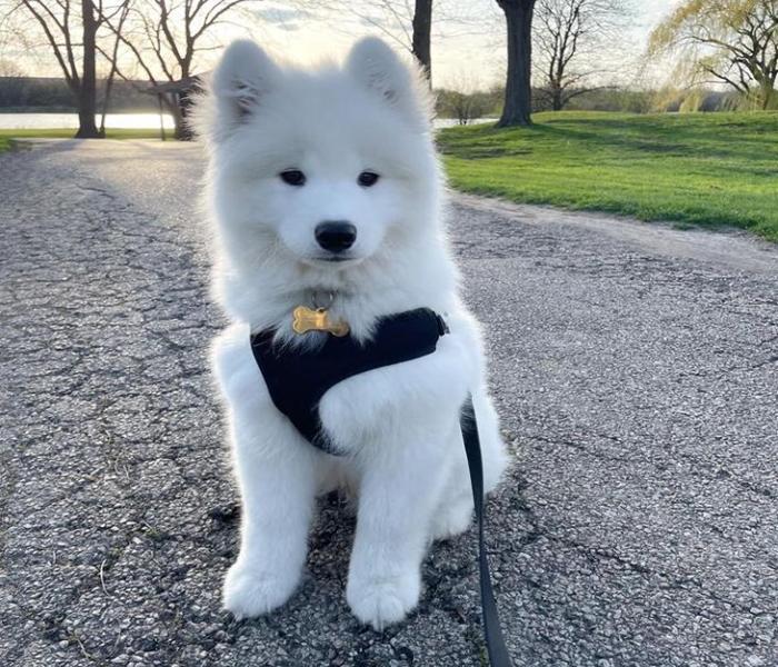 Hình ảnh chó Samoyed đẹp xinh