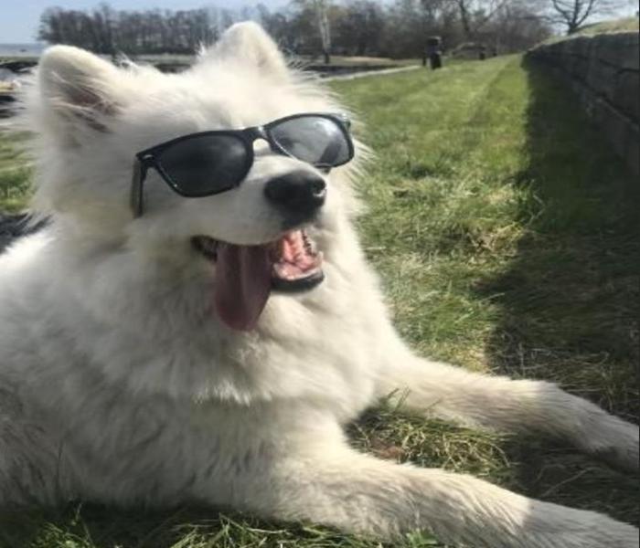 Hình ảnh chó Samoyed ngầu