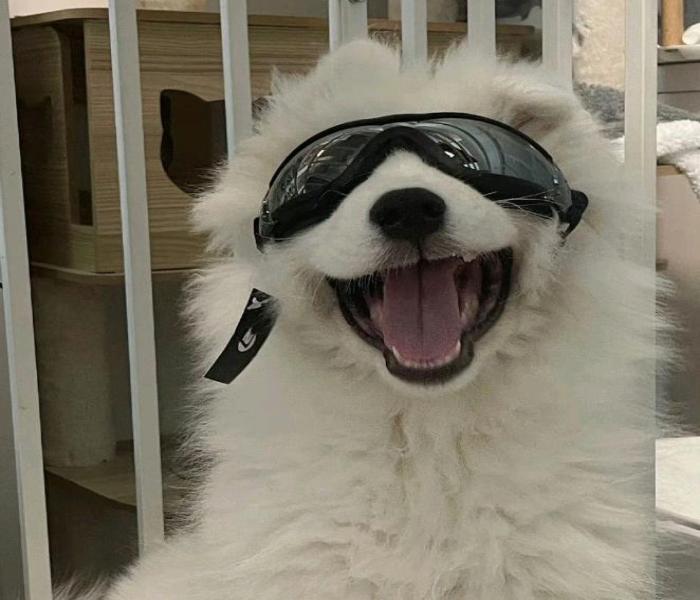 Hình ảnh chó Samoyed ngầu