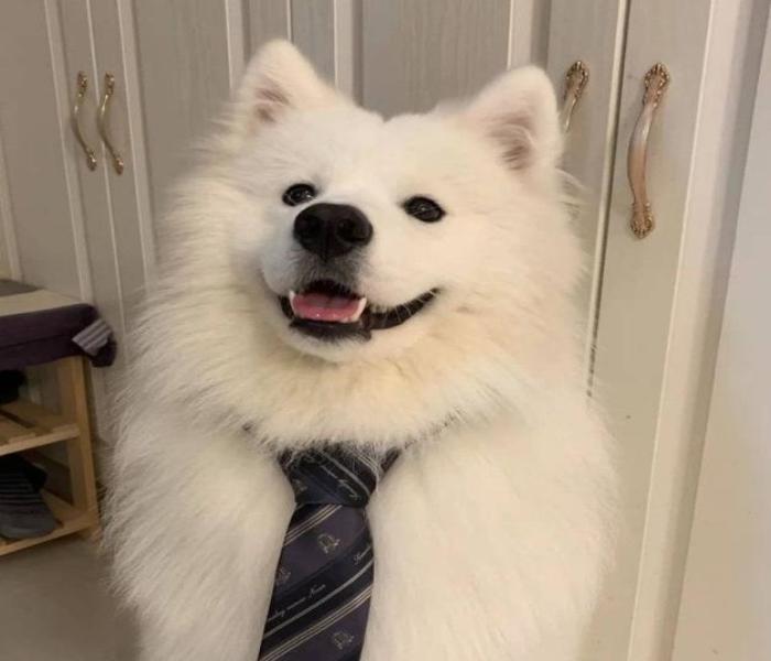 Hình ảnh chó Samoyed ngầu