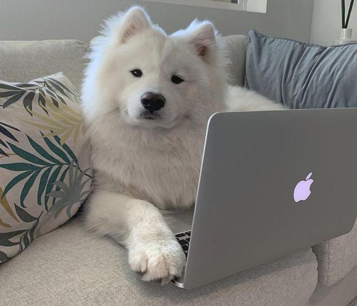 Hình ảnh chó Samoyed ngầu