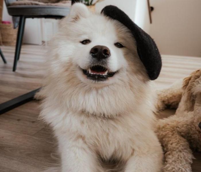 Hình ảnh chó Samoyed ngầu