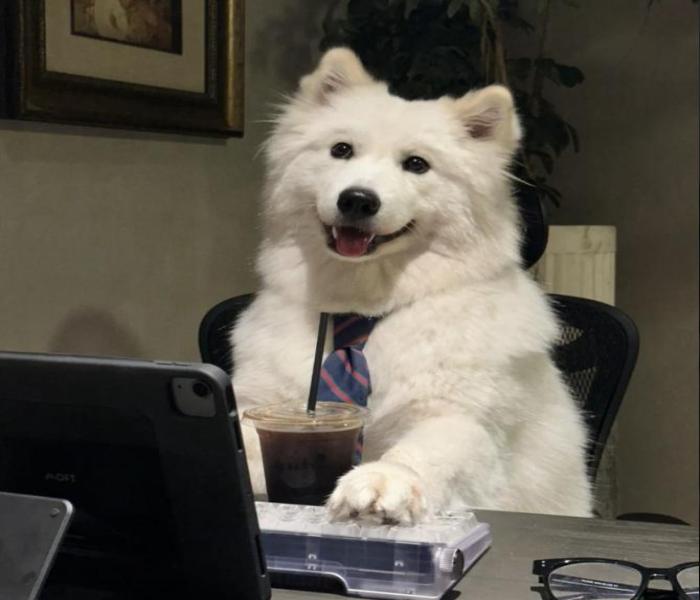 Hình ảnh chó Samoyed ngầu