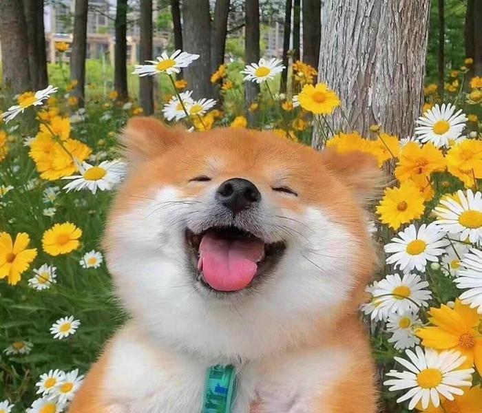 Hình ảnh chó Shiba cười