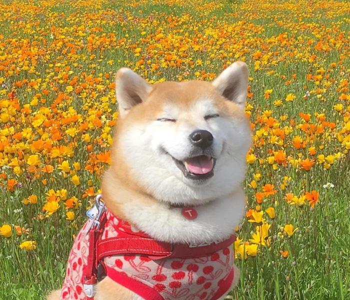 Hình ảnh chó shiba