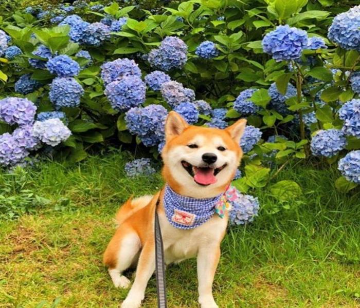 Hình ảnh chó Shiba cười