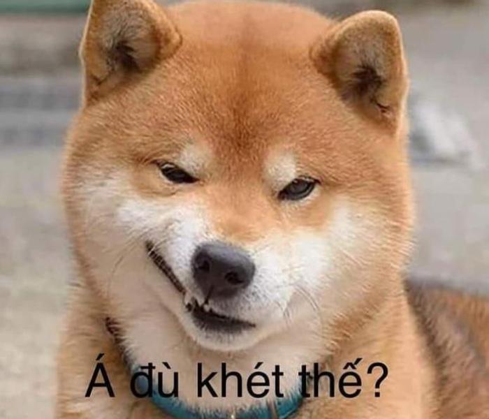 Hình ảnh meme chó Shiba