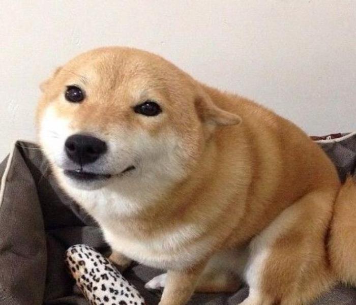 Hình ảnh meme chó Shiba