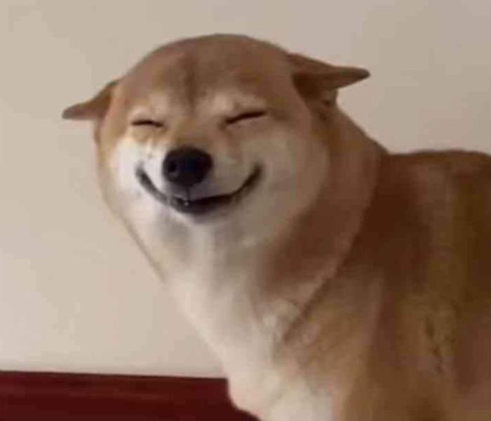 Hình ảnh meme chó Shiba