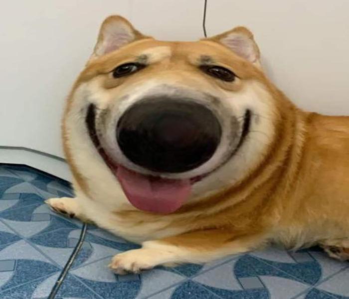 Hình ảnh meme chó Shiba