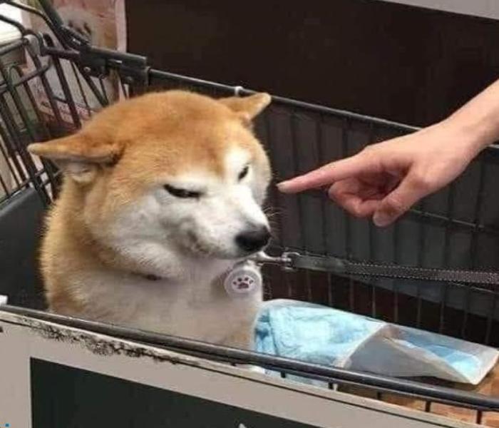 Hình ảnh meme chó Shiba