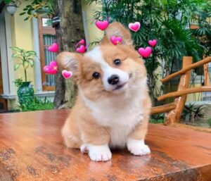 Hình ảnh chó Shiba cười mỉm cute