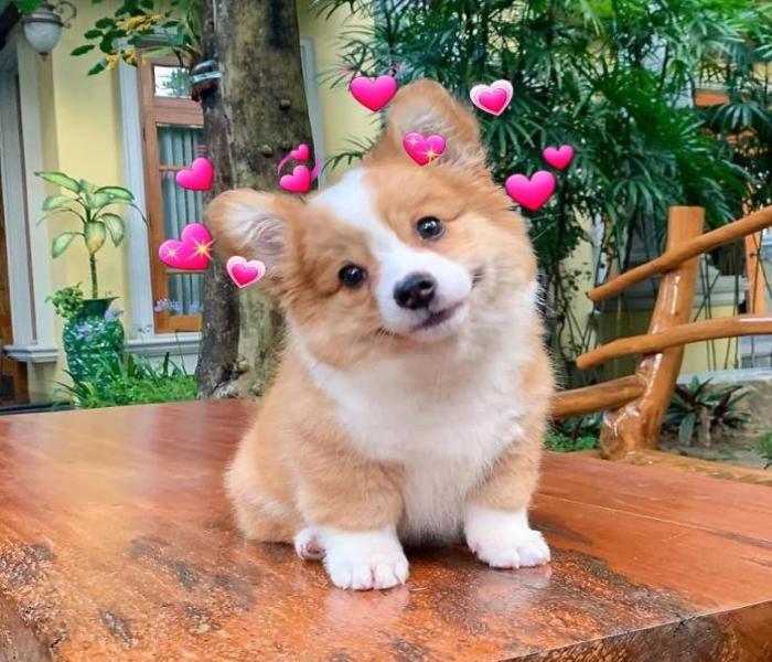 Hình ảnh chó Shiba cười mỉm cute