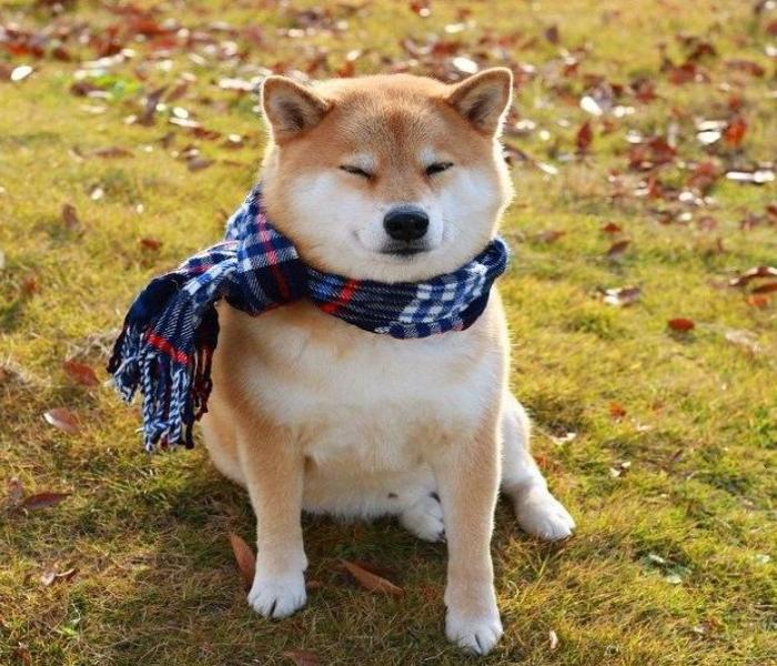 Hình ảnh chó Shiba cười mỉm cute