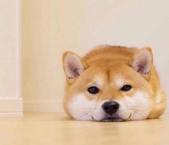 Hình ảnh chó Shiba cười mỉm cute