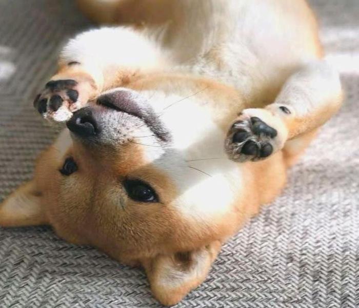 Hình ảnh chó Shiba cười mỉm cute