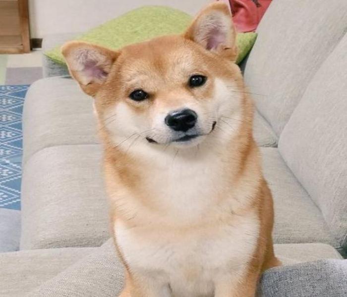 Hình ảnh chó Shiba cười mỉm cute