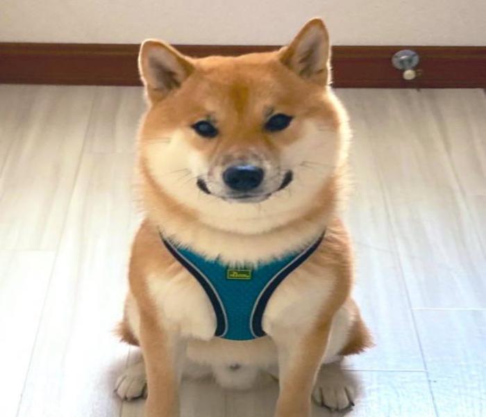 Hình ảnh chó Shiba cười mỉm cute