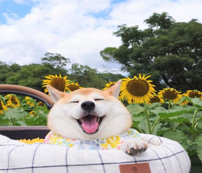 Hình ảnh chó Shiba cười