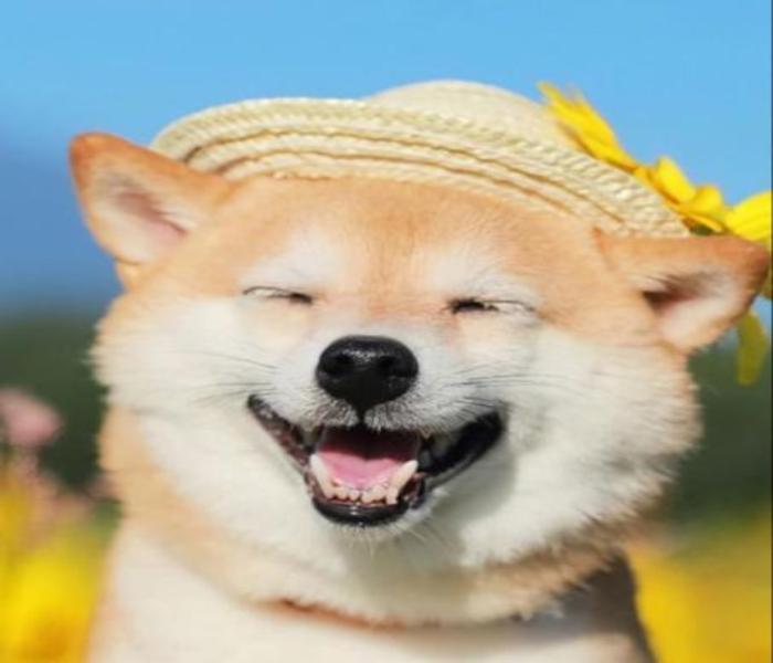 Hình ảnh chó shiba