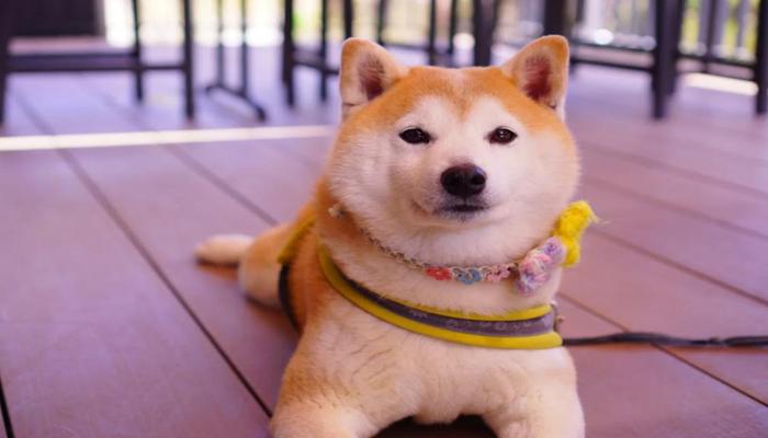 Hình ảnh chó Shiba cute