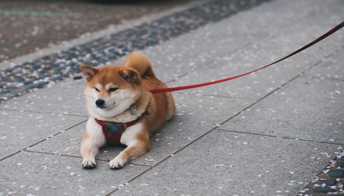 Hình ảnh chó Shiba cute