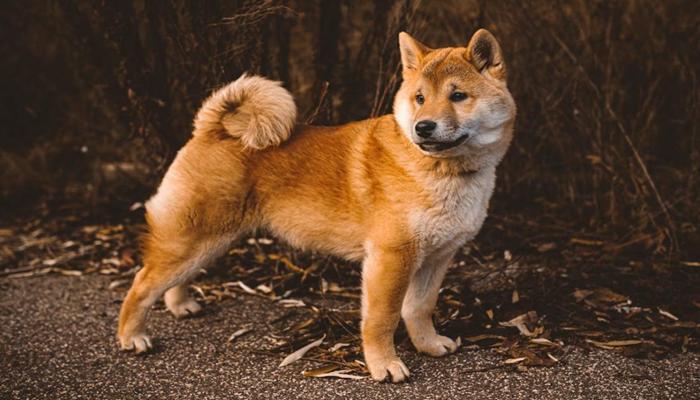 Hình ảnh chó Shiba cute