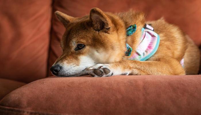 Hình ảnh chó Shiba cute