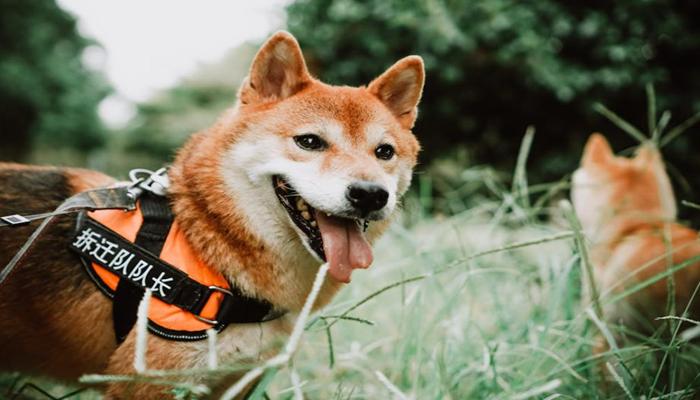 Hình ảnh chó Shiba cute